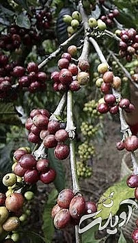 چندش آور ترین غذا های دنیا را بشناسید!/ تصاویر